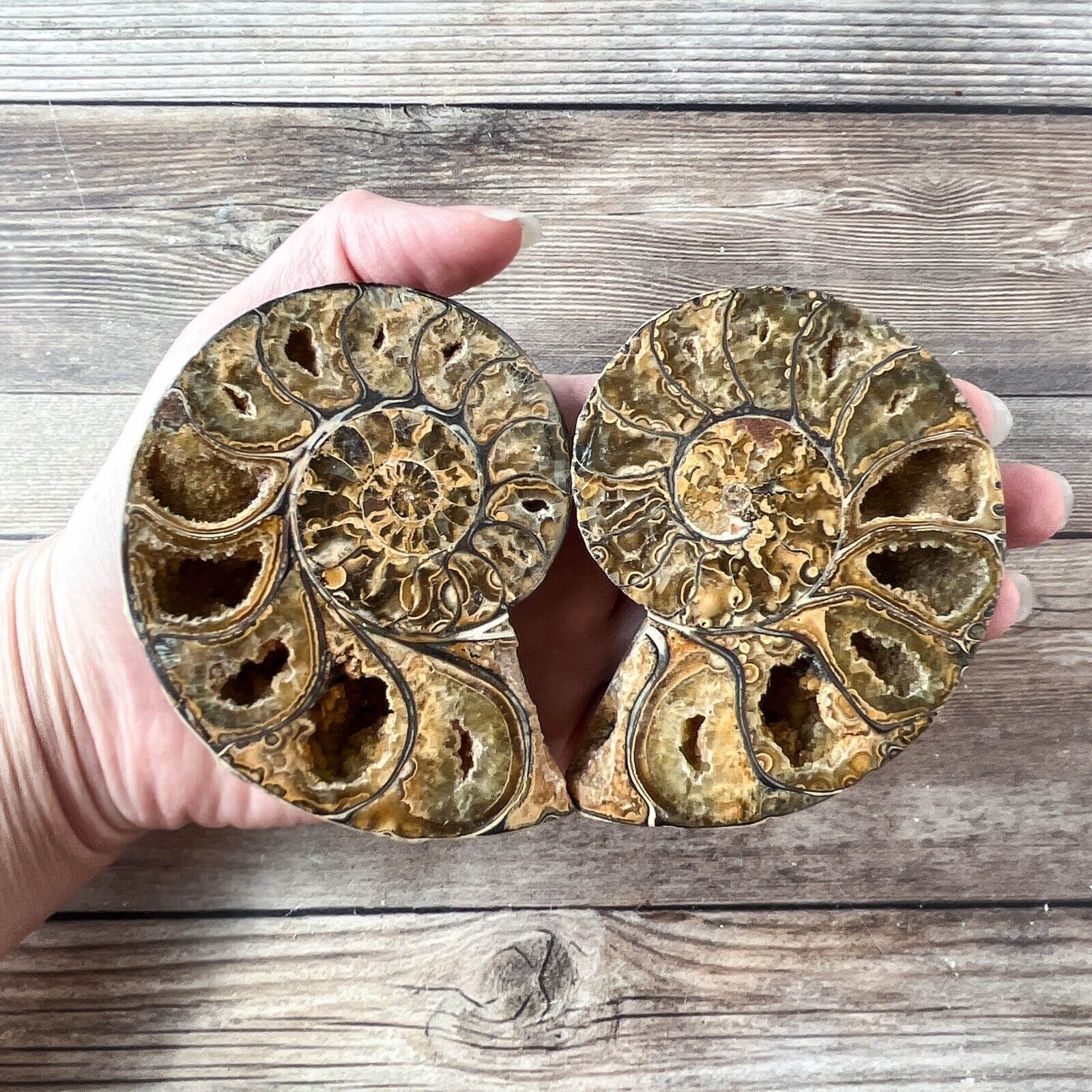 Ammonite Fossil Pair with Calcite Chambers 252g, Polished