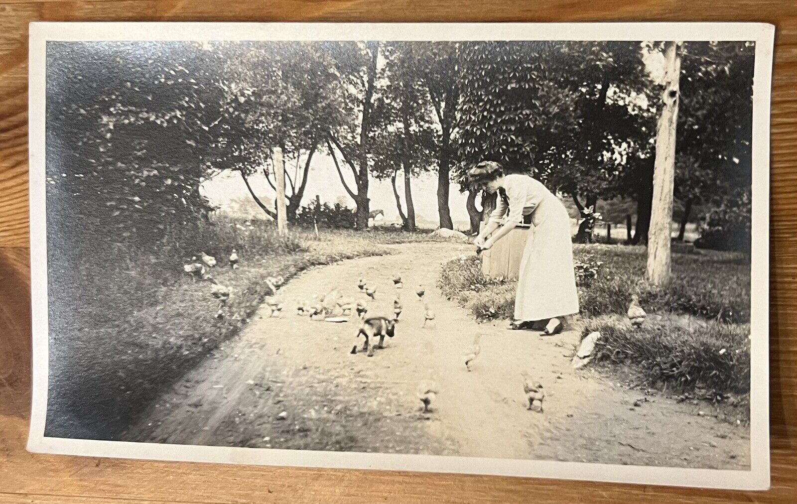 ATQ 1910s Photo Woman In Long Dress Feeds Chickens Rural Dirt Road Puppy Horse
