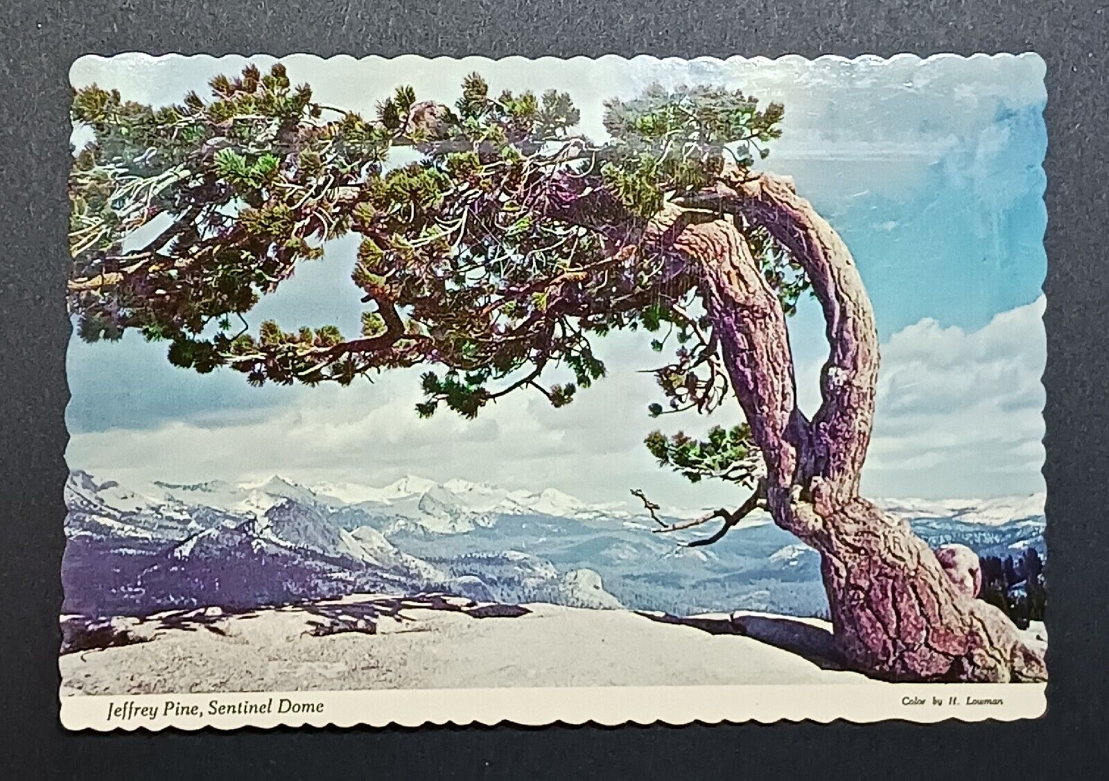 Postcard - Jeffrey Pine, Sentinel Dome - Yosemite National Park, California