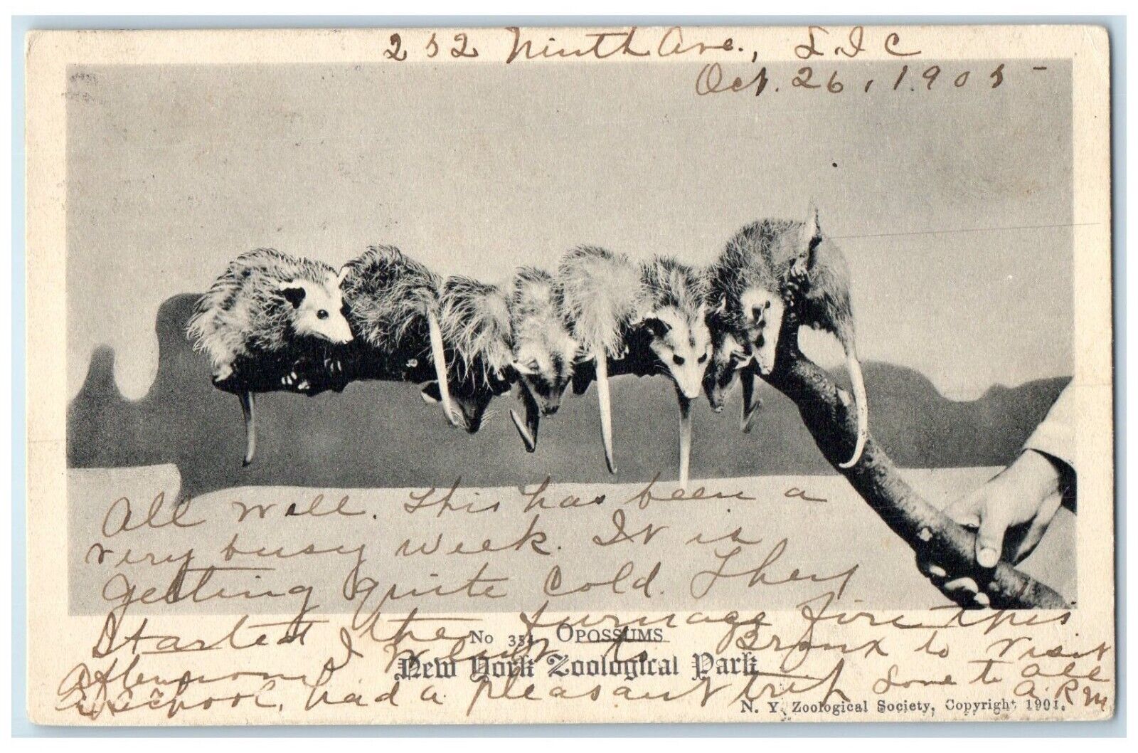 1905 New York Zoological Park Exterior Opposums Animal Vintage Antique Postcard