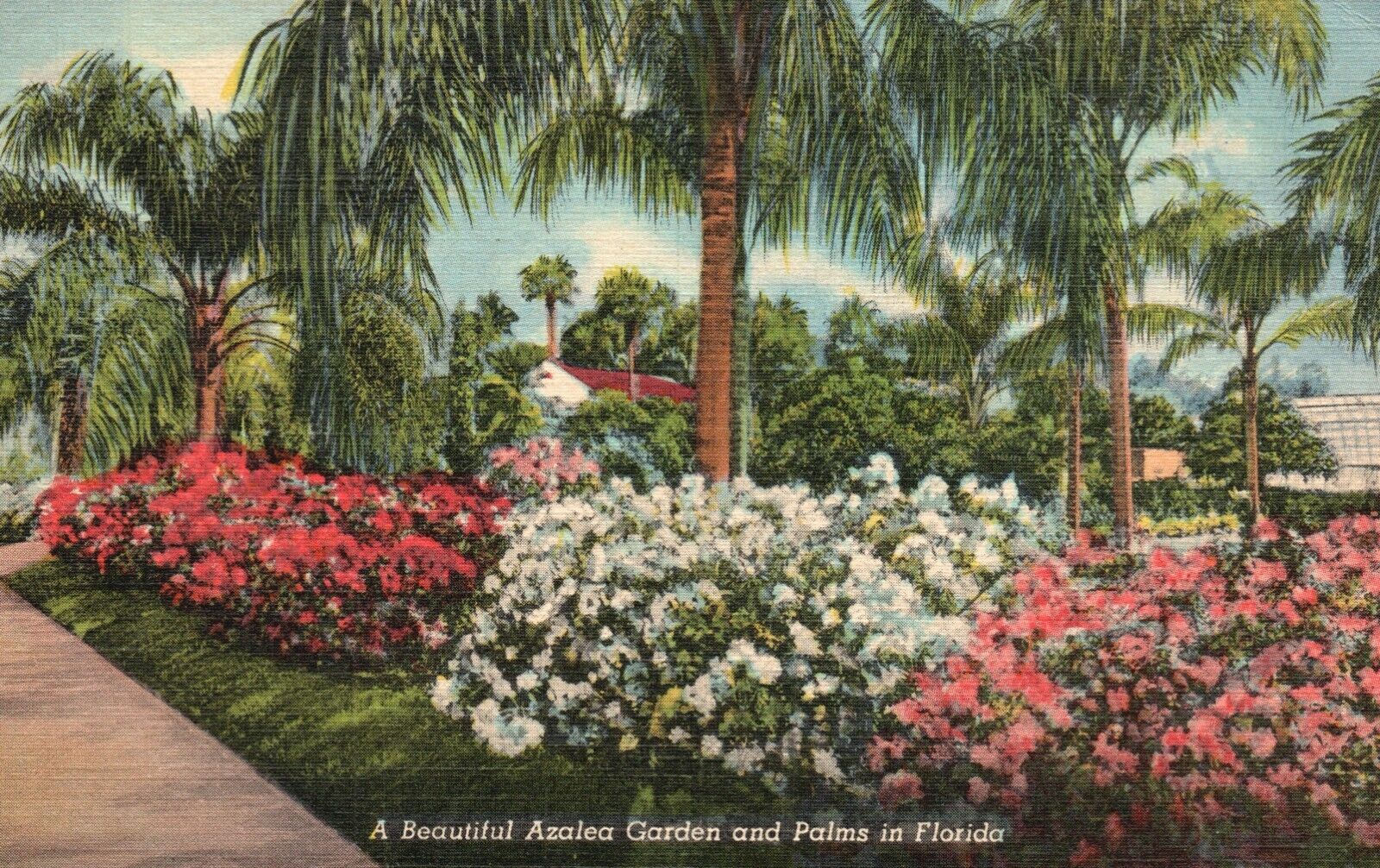 Vintage Postcard 1913 A Beautiful Azalea Garden & Palms in FL Florida