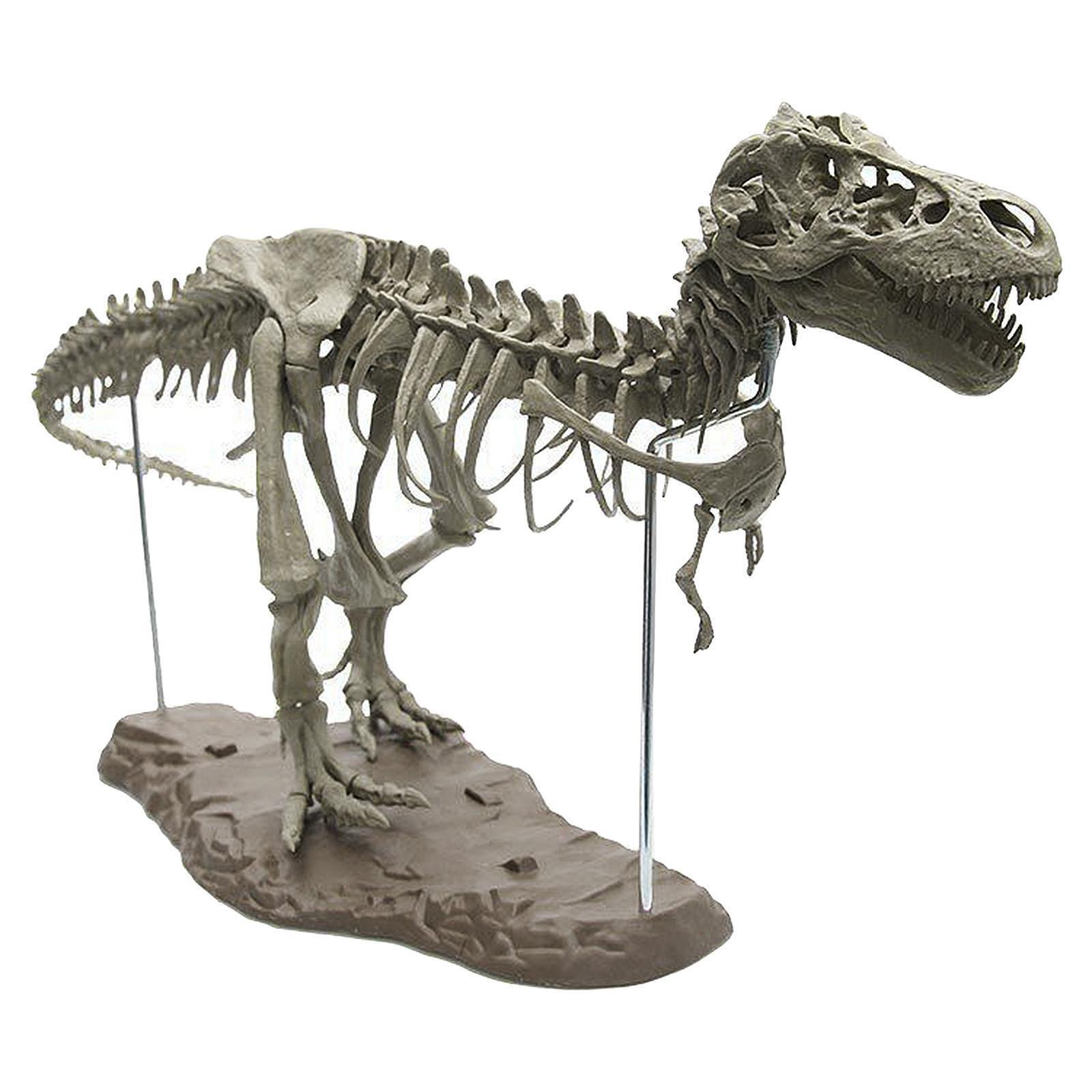 4D Dinosaur  Assembly DIY Collector Skeleton Statue Educational 