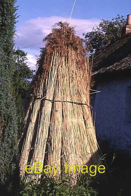 Photo 6x4 Reeds for Thatching Errol\\/NO2522 The extensive reed beds in th c1982
