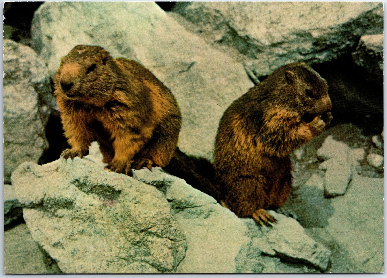 VINTAGE CONTINENTAL SIZED POSTCARD PAIR OF MARMOTS IN SWITZERLAND TEAM OF STAMPS