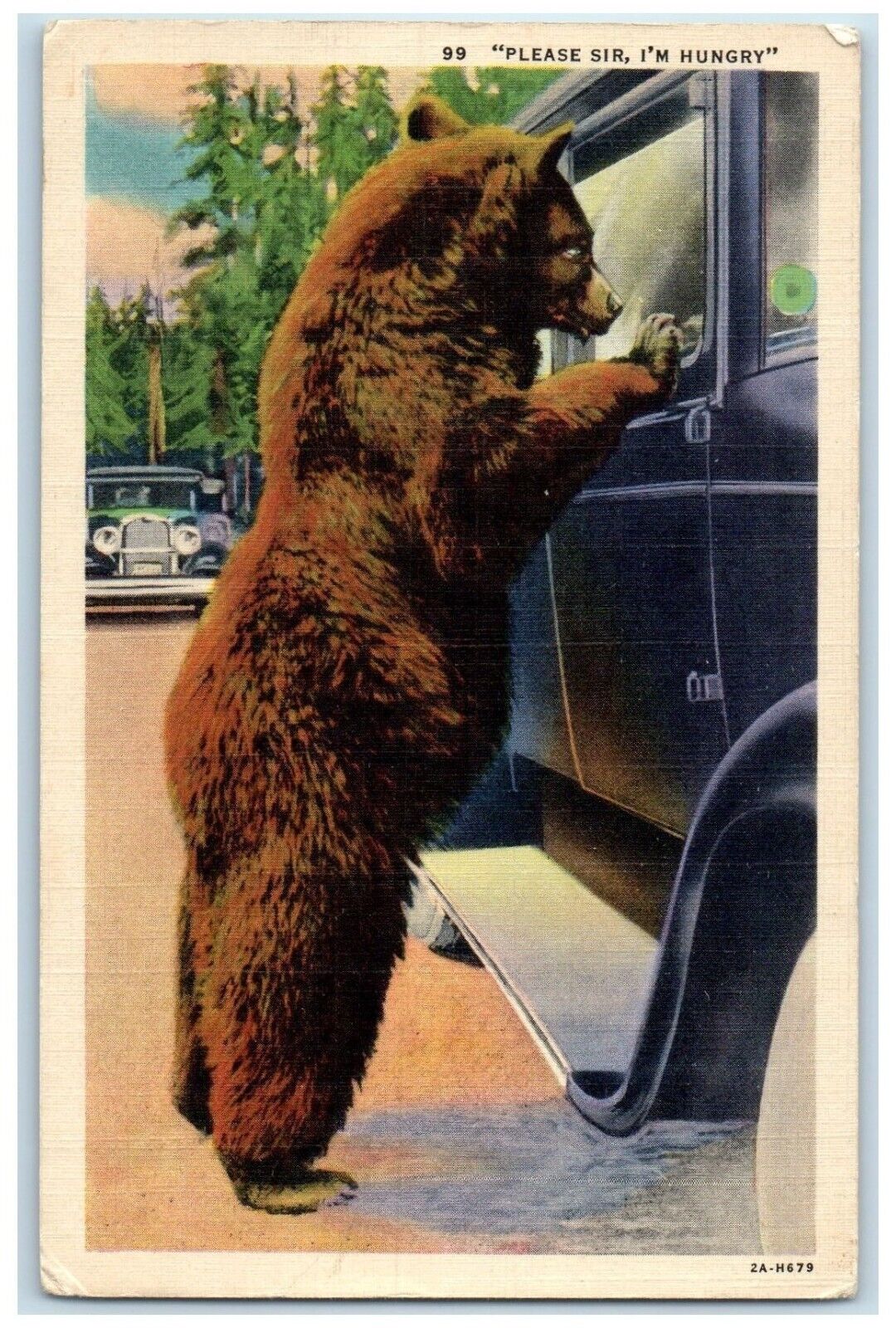 c1940 Please Sir I\'m Hungry Bear Holdup Spokane Washington WA Vintage Postcard