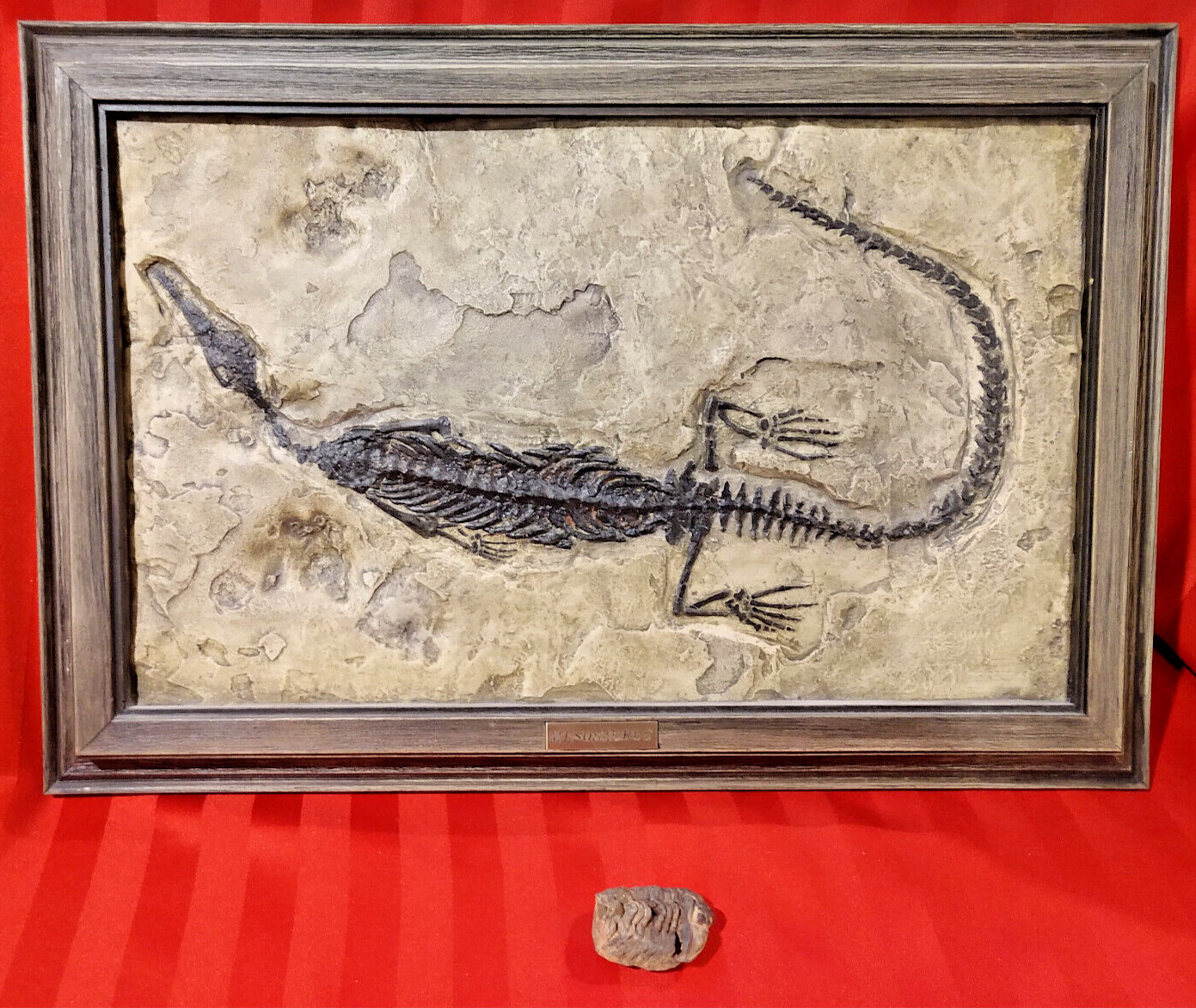 Museum-Grade Mesosaurus Framed Fossil Replica + REAL Trilobite NICE