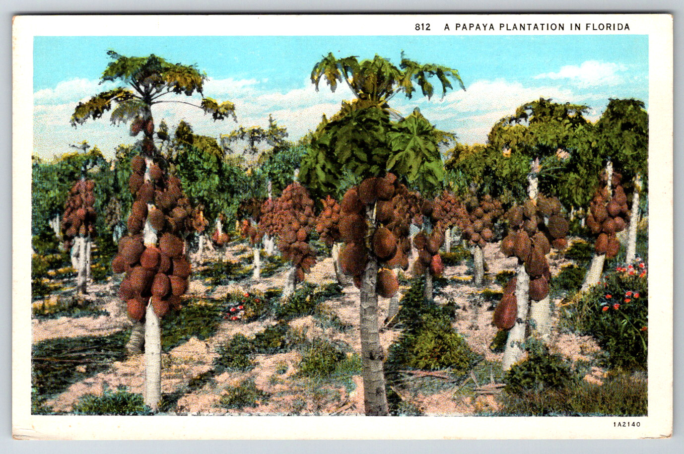 c1910s Papaya Plantation Trees Florida Vintage Postcard