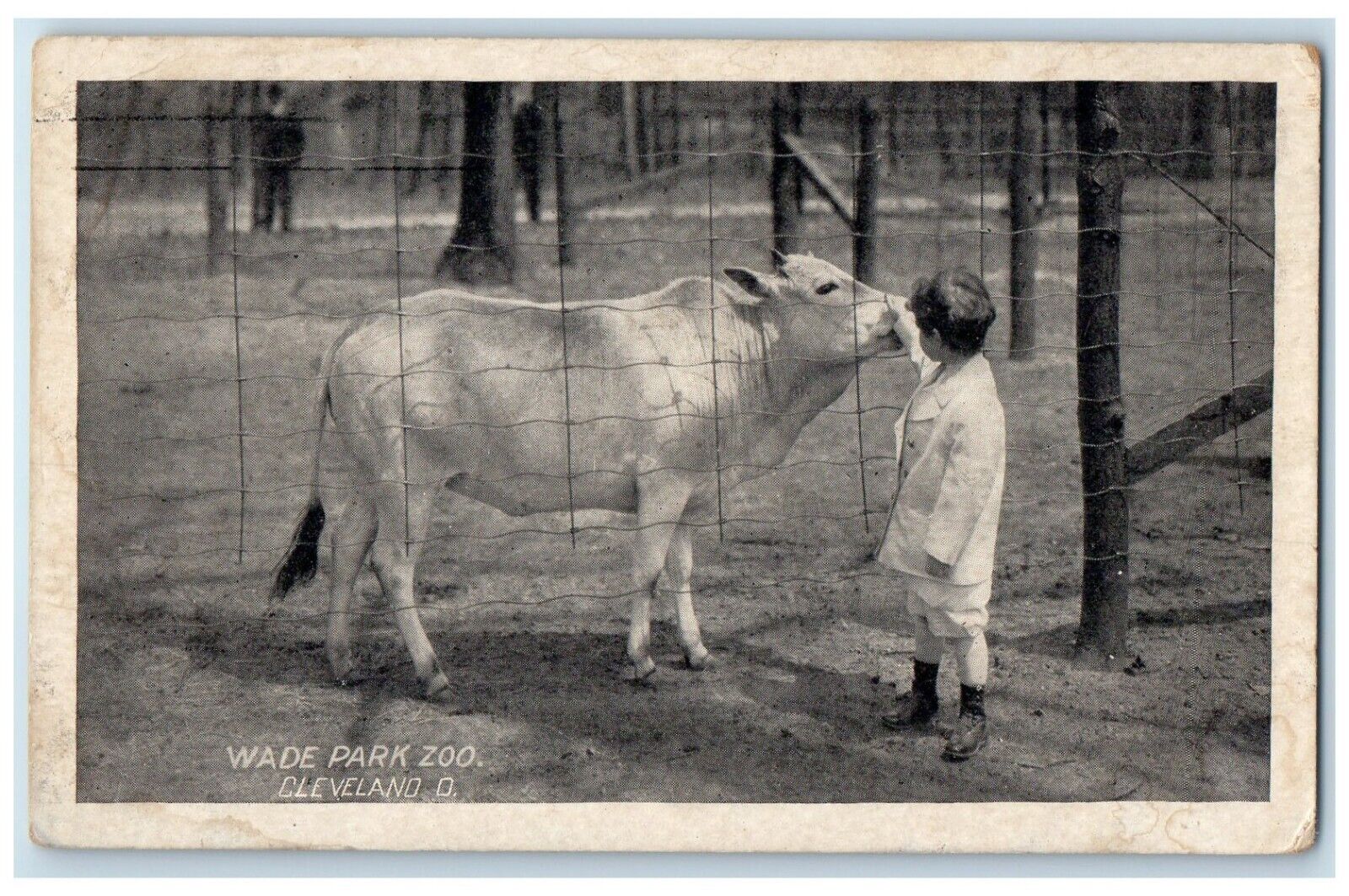c1905 Little Boy Wade Park Zoo Cleveland Ohio OH, Cow Scene Animals Postcard