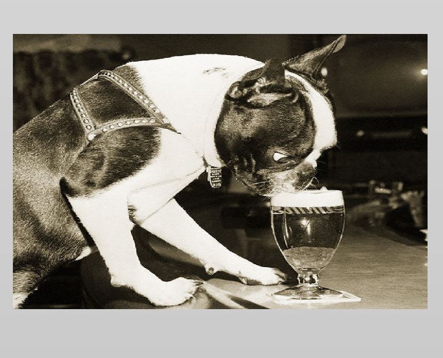 Crazy Vintage Dog Drinking Beer PHOTO Boston Terrier Glass Lager Bar 1959 circa