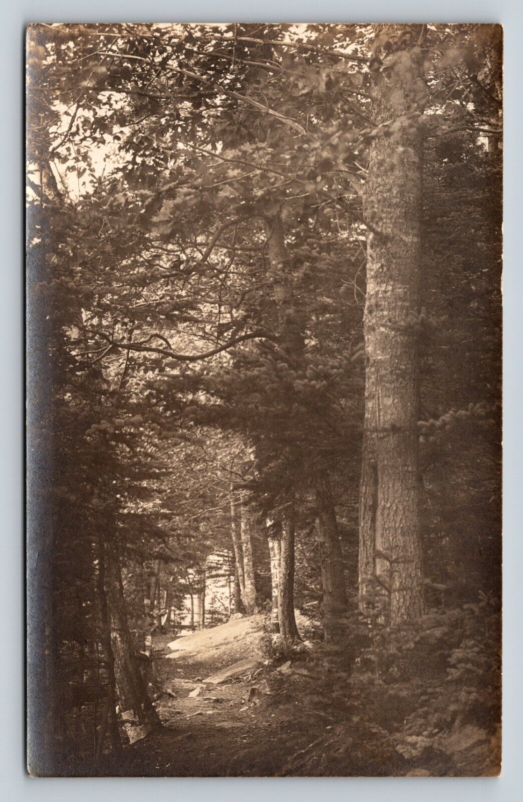 RPPC Into the Woods Beautiful Landscape VINTAGE Postcard AZO 1926-1940