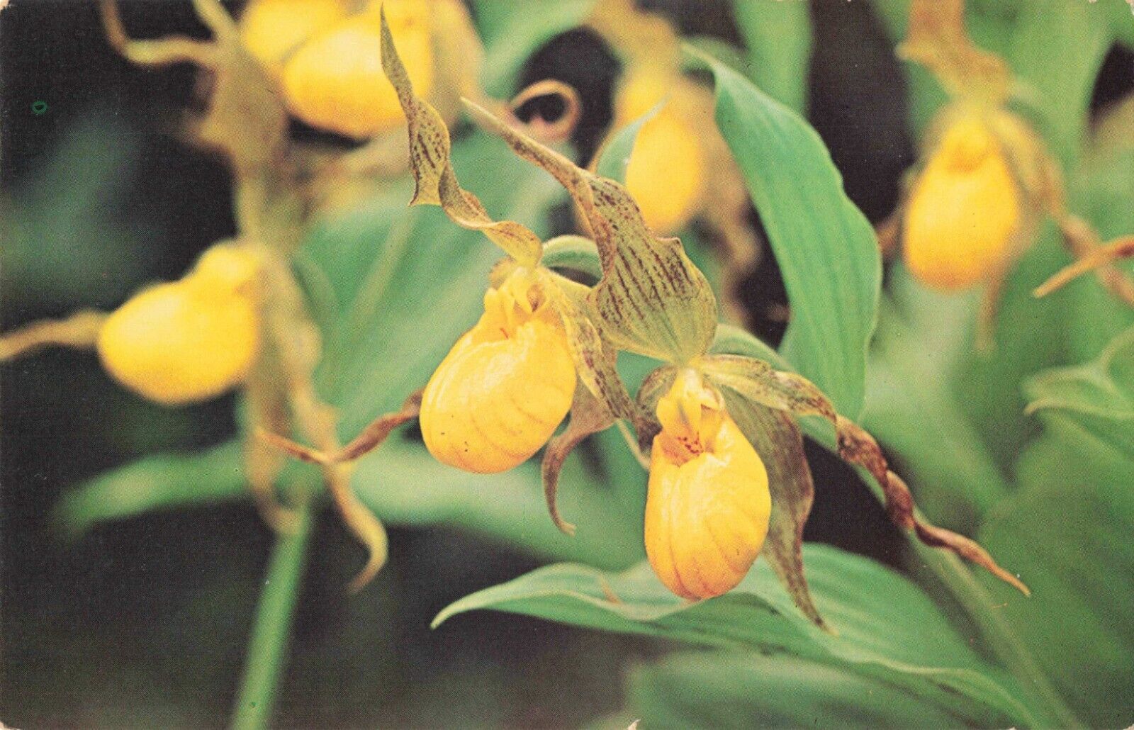 Linville North Carolina, Yellow Lady\'s Slipper Wildflowers, Vintage Postcard