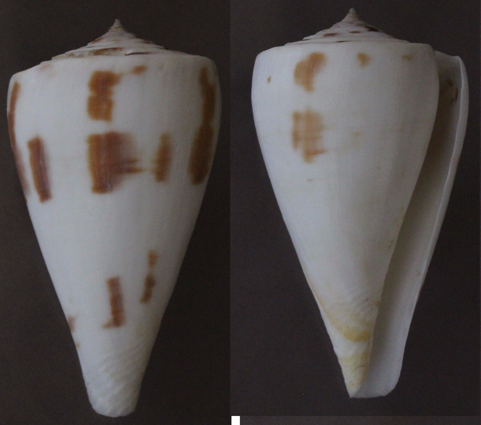 Seashells  Conus lenavati  49mm  F+++/GEM  Cone  Shell Marine Specimen 