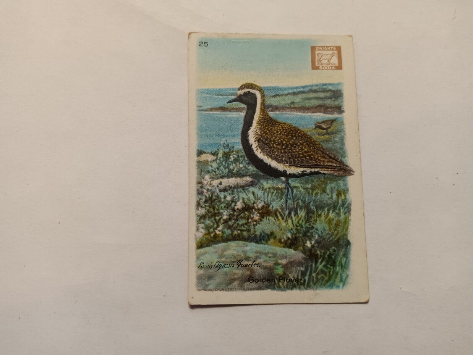 Vintage Church & Dwight's Soda Birds Series 4 Card No 25 Golden Plover