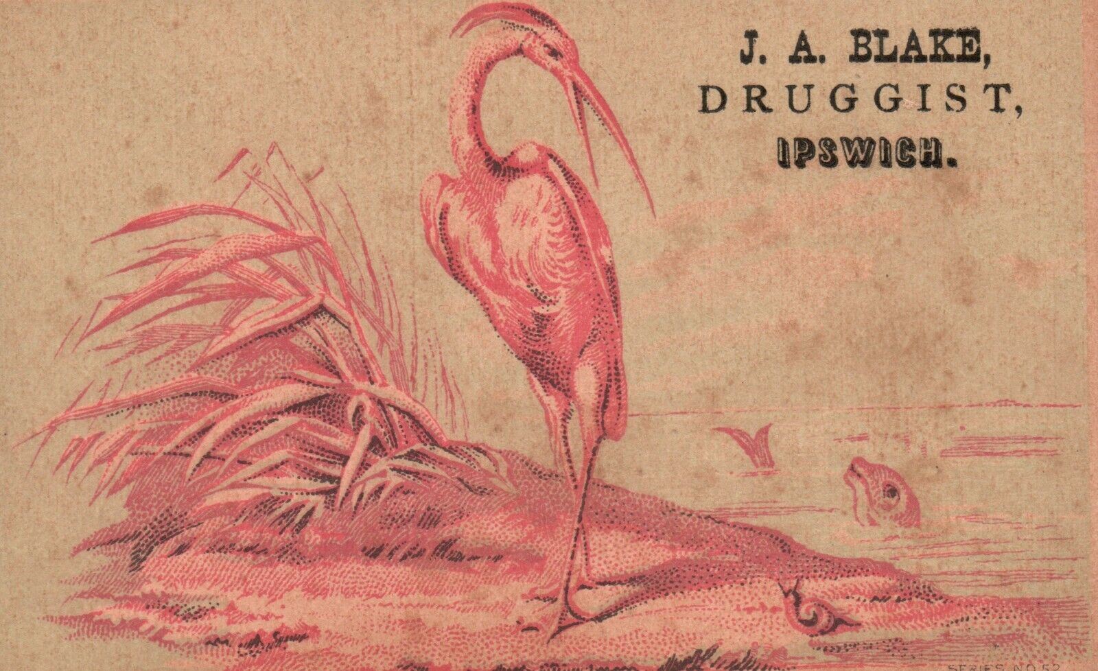 1880s-90s Bird Snail Fish in Water J.A. Blake Druggist Ipswich MA Trade Card