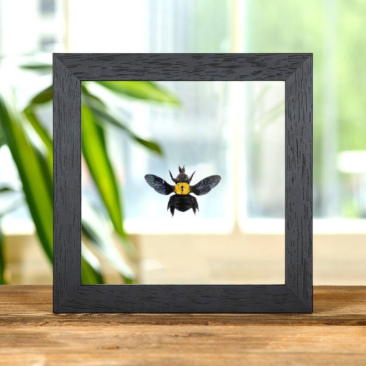 The Yellow Spot Carpenter Taxidermy Bee in Clear Glass Frame (Xylocopa confusa)
