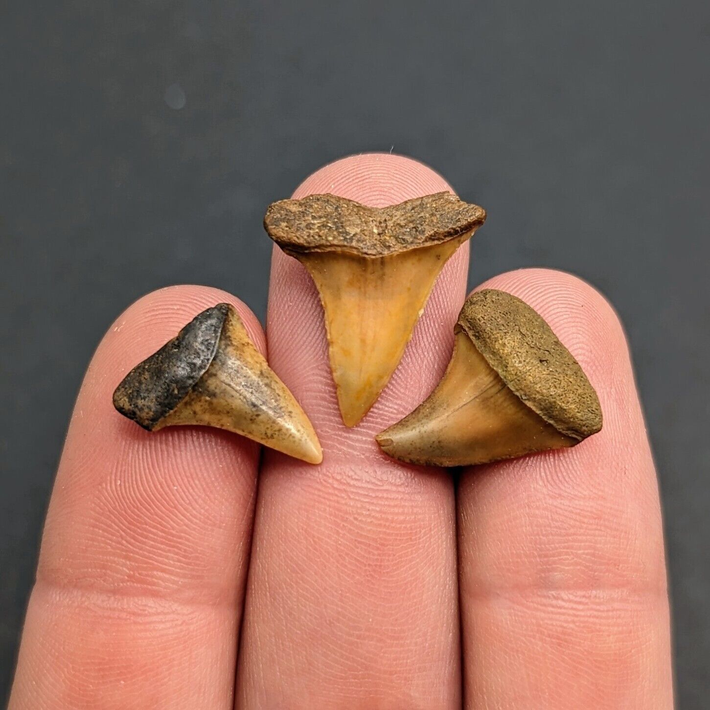 Three Gorgeous Orange Mako Shark Teeth From Rare North Florida Eocene