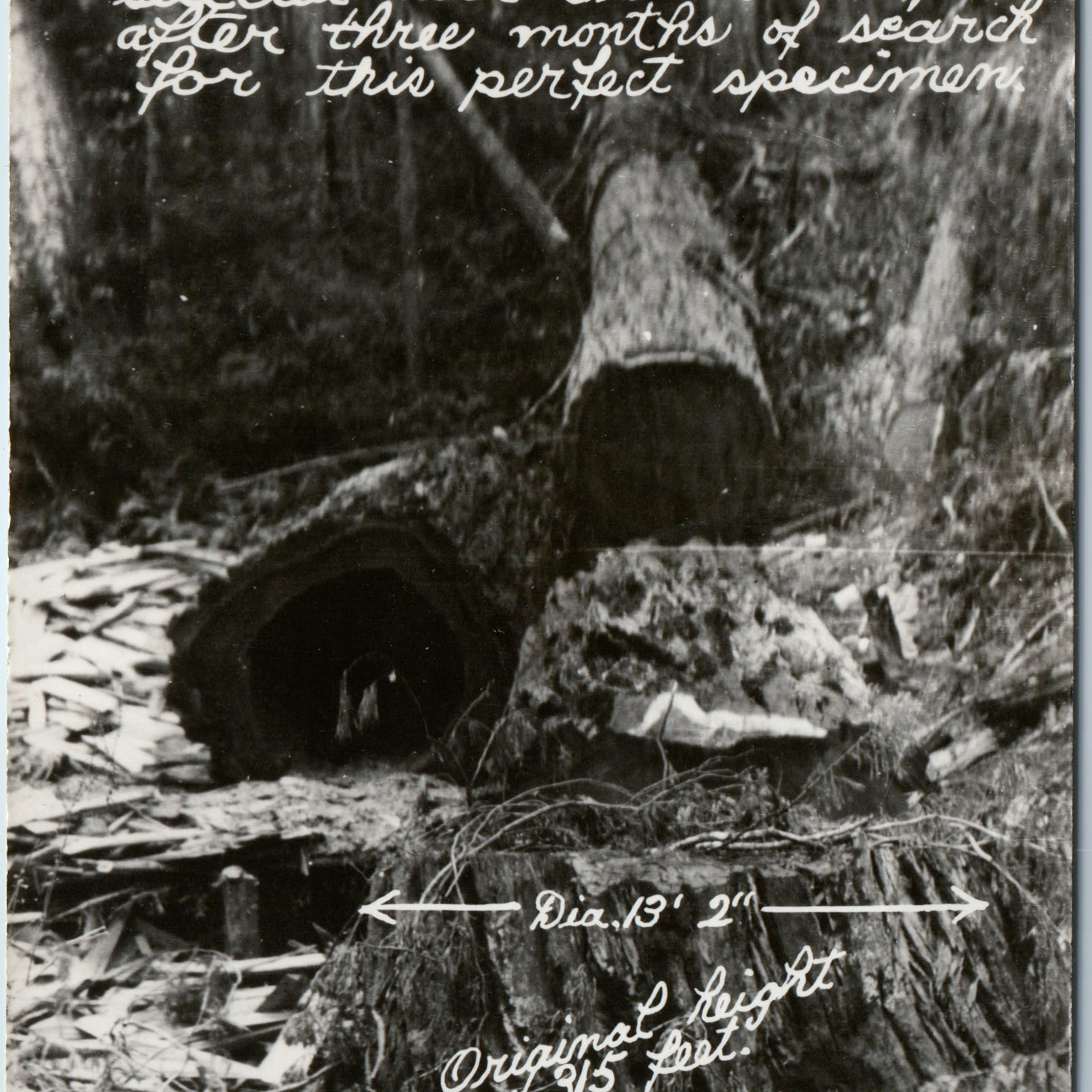 c1940s Orick, Cali Giant Redwood RPPC Lumber Log Art Ray 1876 Real Photo CA A200