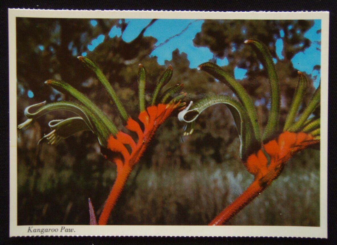 Kangaoo Paw Westernern Australia\'s Floral Emblem c1970\'s Postcard (P238)