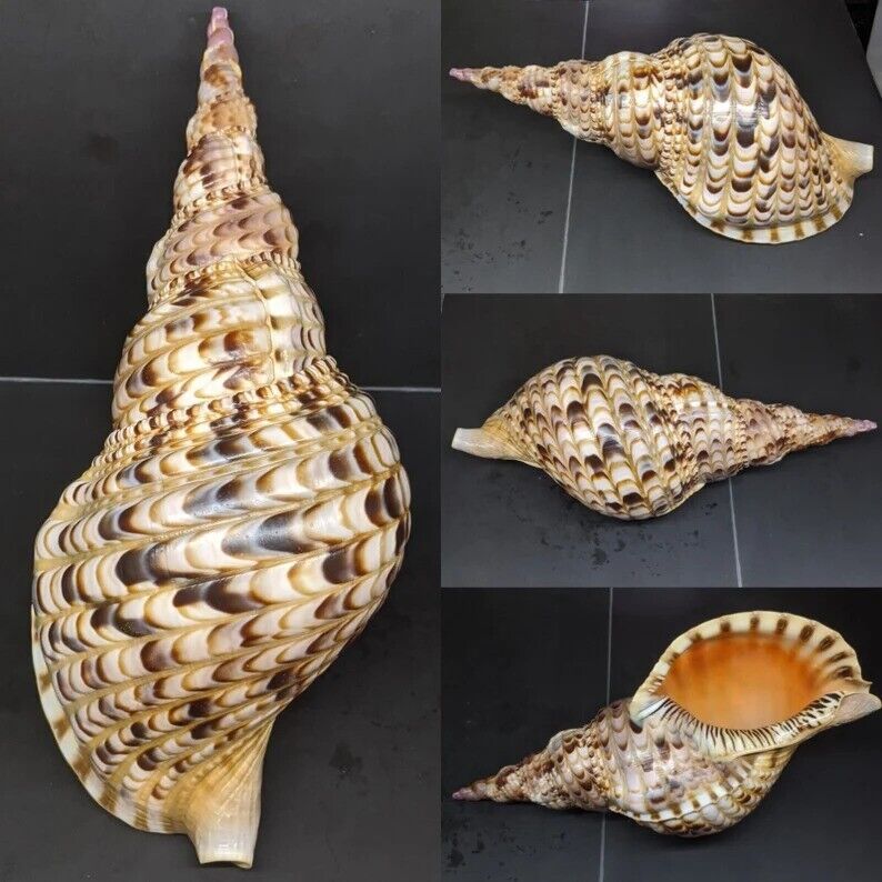 Large Natural Conch Triton Sea Shells Rare Real Aquarium Home Decor Nice 12\