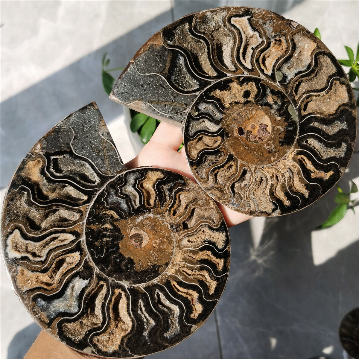 816g A pair of Natural Ammonite Fossil slice healing Madagascar W 5694