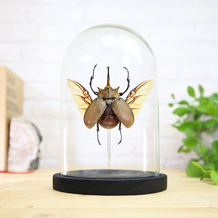 Elephant Beetle Insect Bug Handcrafted Entomology Taxidermy Glass Bell Jar