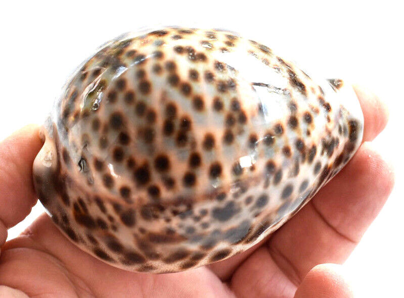 One Select Tiger Cowrie (Cypraea Tigris) Shell 3\