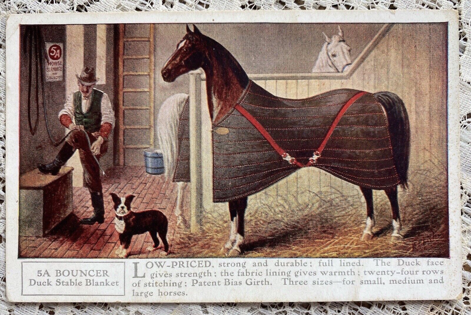 VINTAGE 1900’s BOSTON TERRIER ON HORSE BLANKET AD POSTCARD