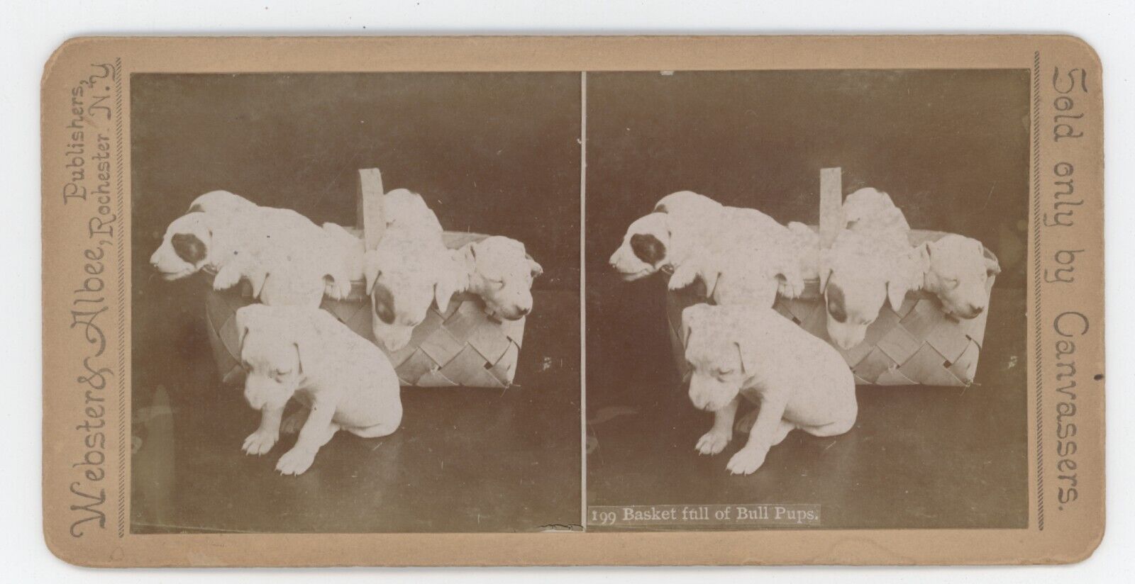 c1900\'s Real Photo Stereoview Basket Full of Bull Pups.  Bull Terrier Puppies