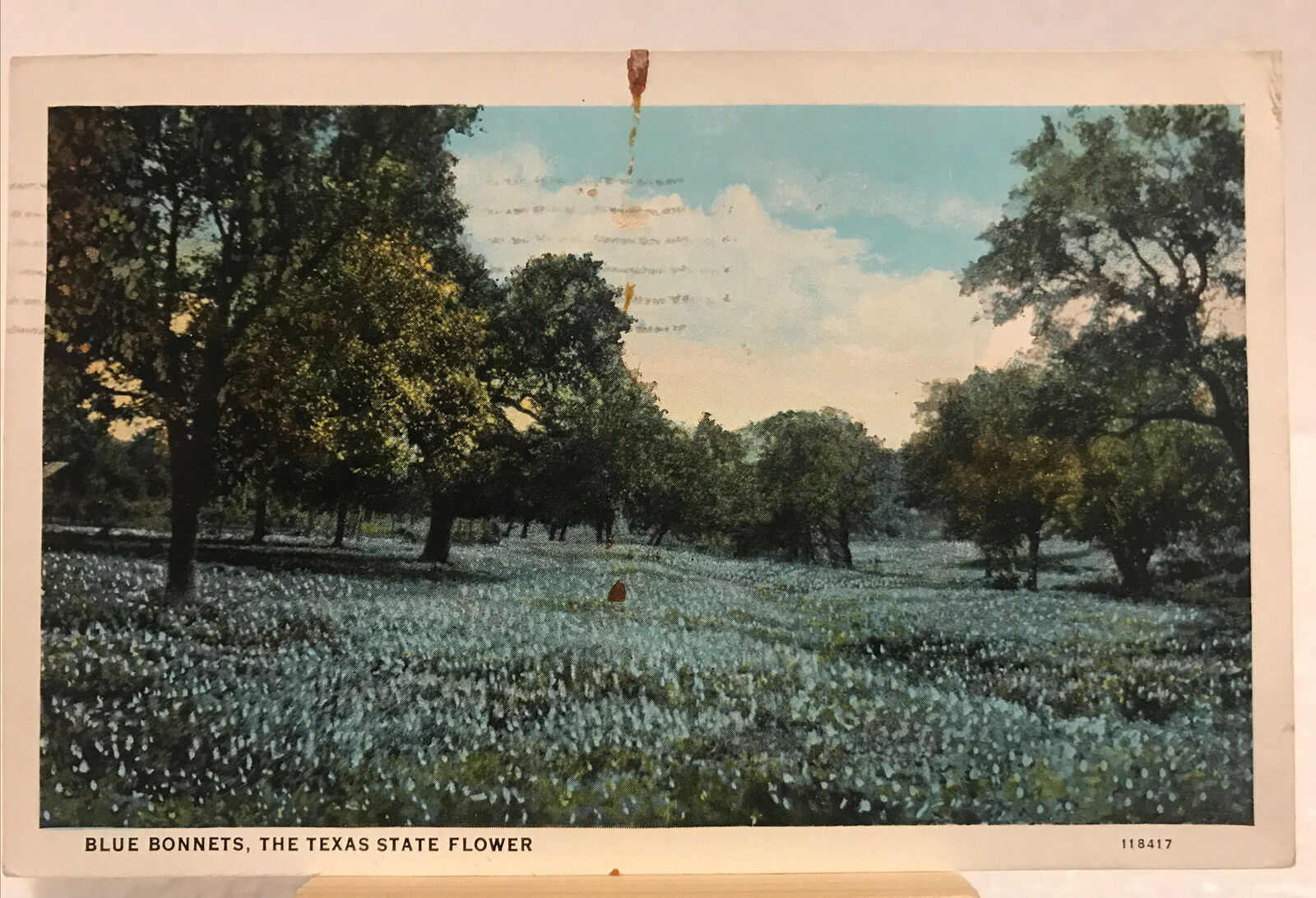 Vintage Postcard- A Field of Blue Bonnets- c. 1934