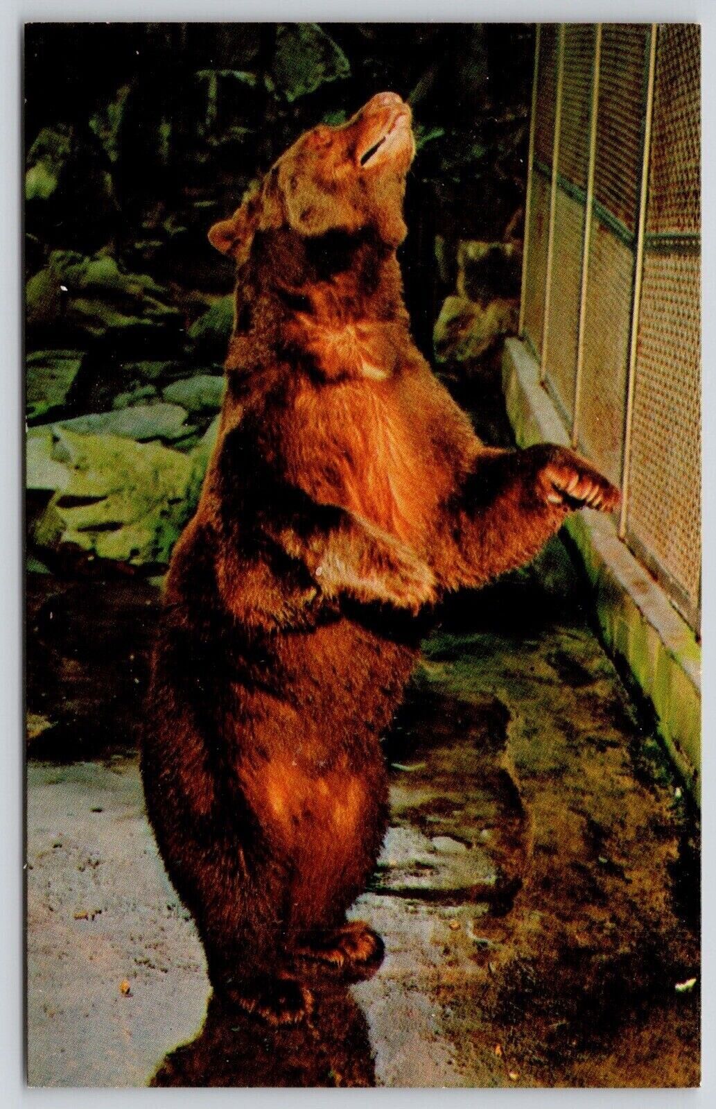 Washington DC National Zoological Park Smoky Black Bear Chrome Postcard