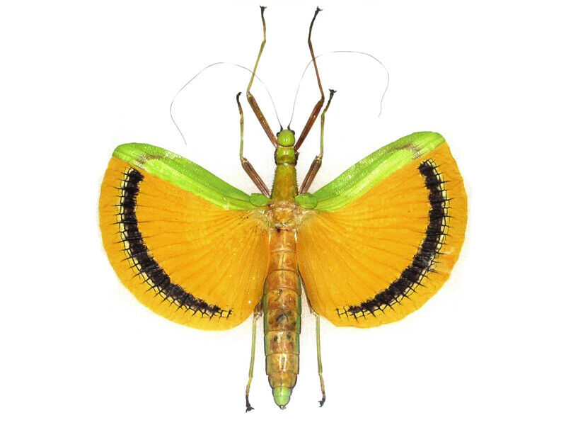 Tagesoidea nigrofasciata (female)