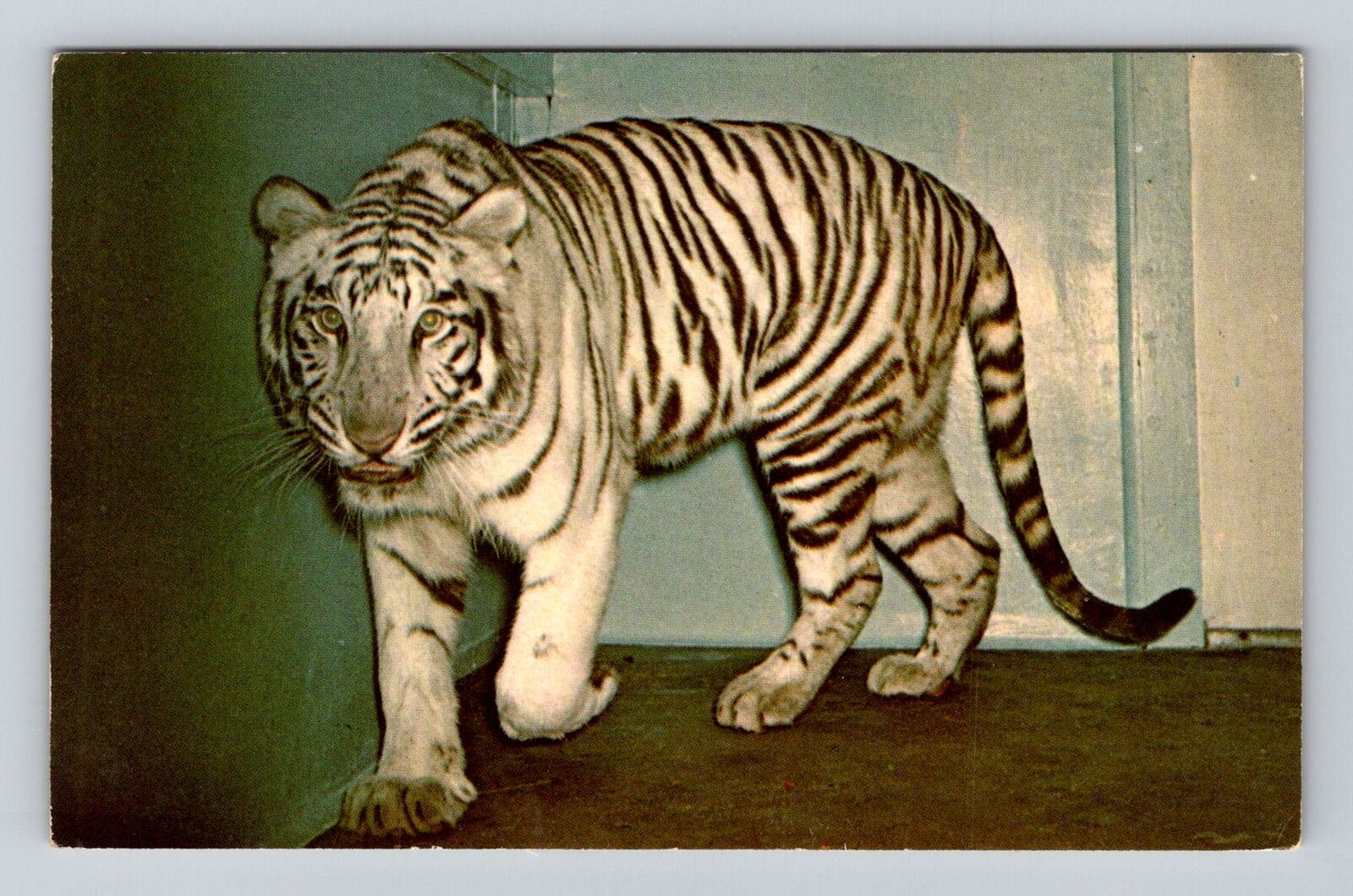 Washington DC, National Zoological Park, White Tiger, Antique Vintage Postcard
