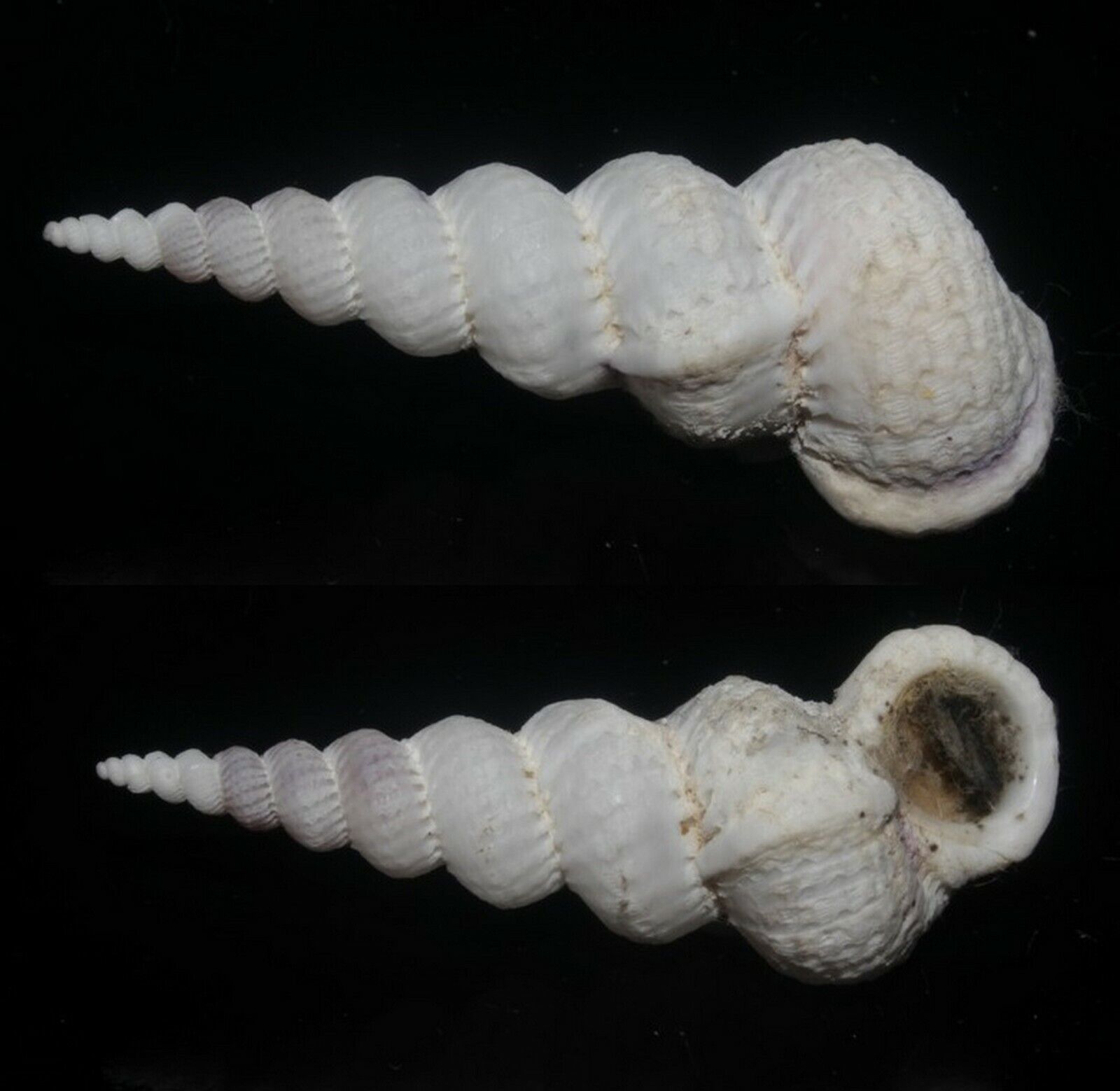 Seashells Epitonium varicosa WENTLETRAPS 53.5mm F+++ SPIRAL Marine Specimen