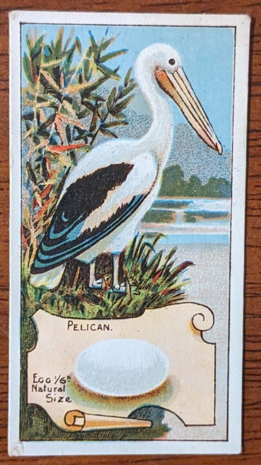 1912 Wills Vice Regal Birds of Australasia Cigarette Card - Pelican 