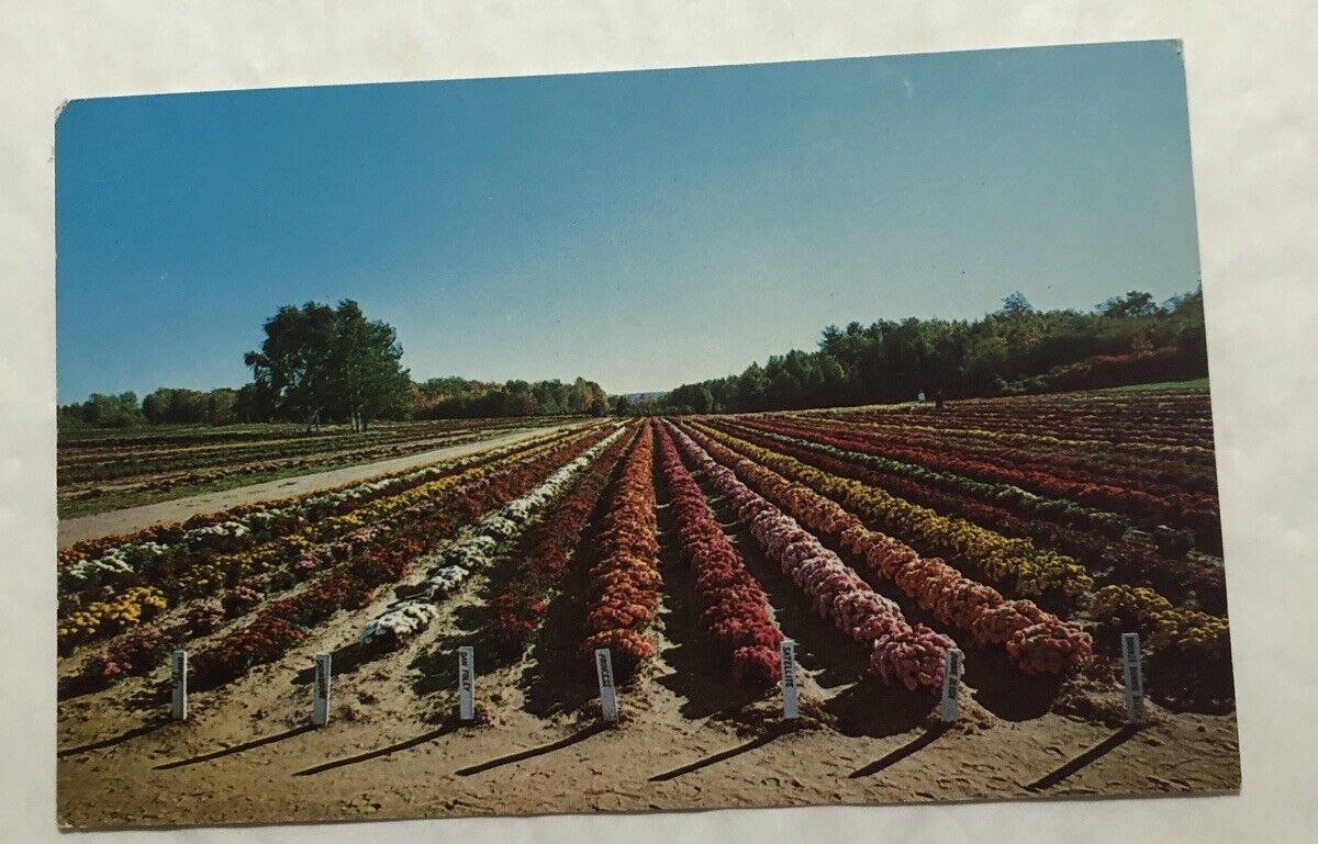 Chrysanthemum Display, Bristol, Conn. Postcard (D2)