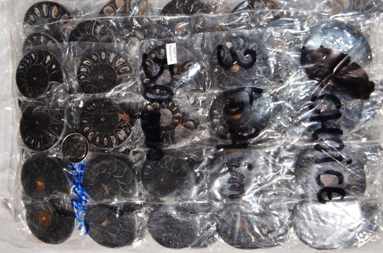 7948f LOT of FIFTY50 RARE 1in100 BLACK Ammonite PAIR Crystals FOSSIL SMALL 3-4cm