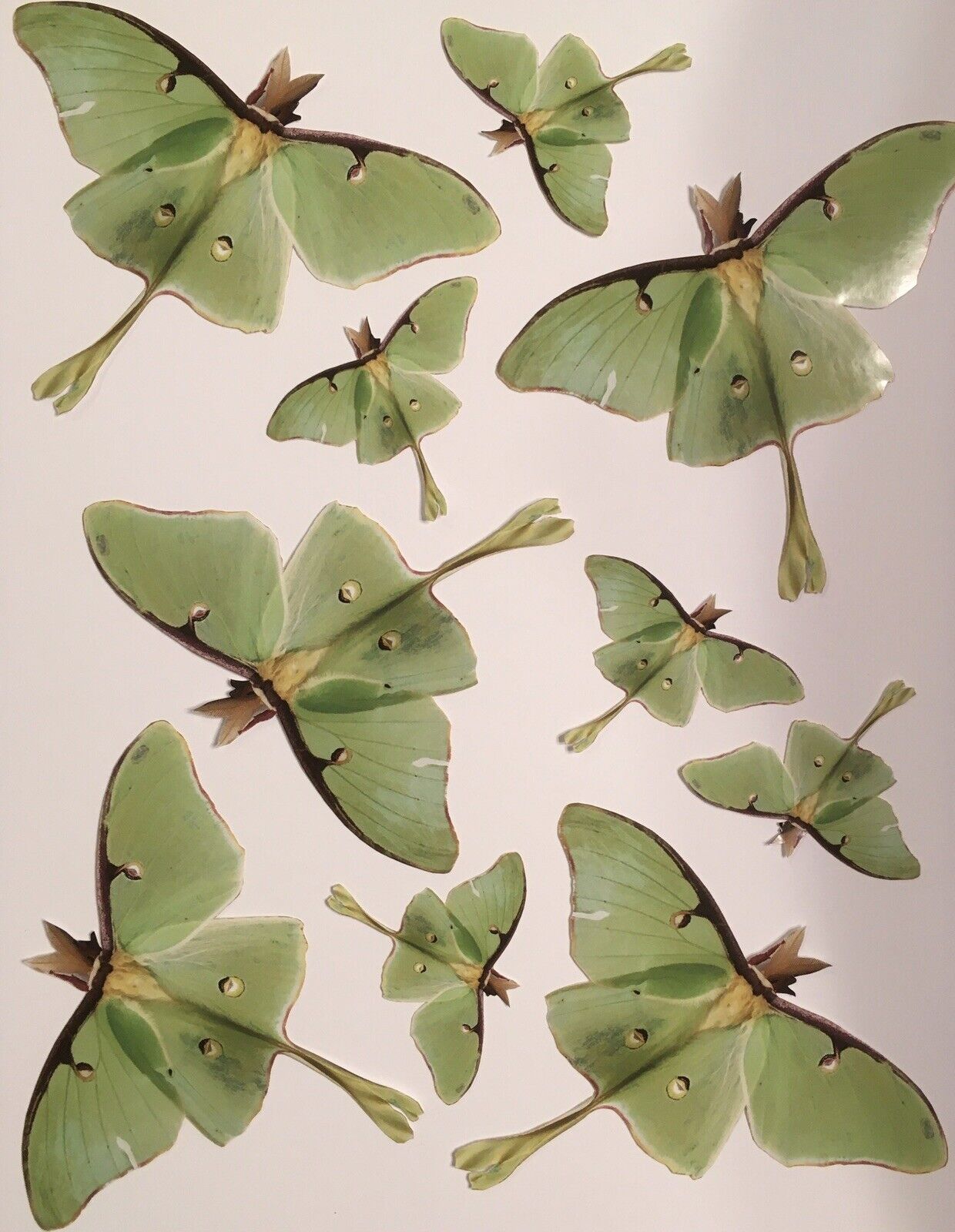 Luna Moth Stickers 10 Life-like Homemade Photograph Insect Bug 
