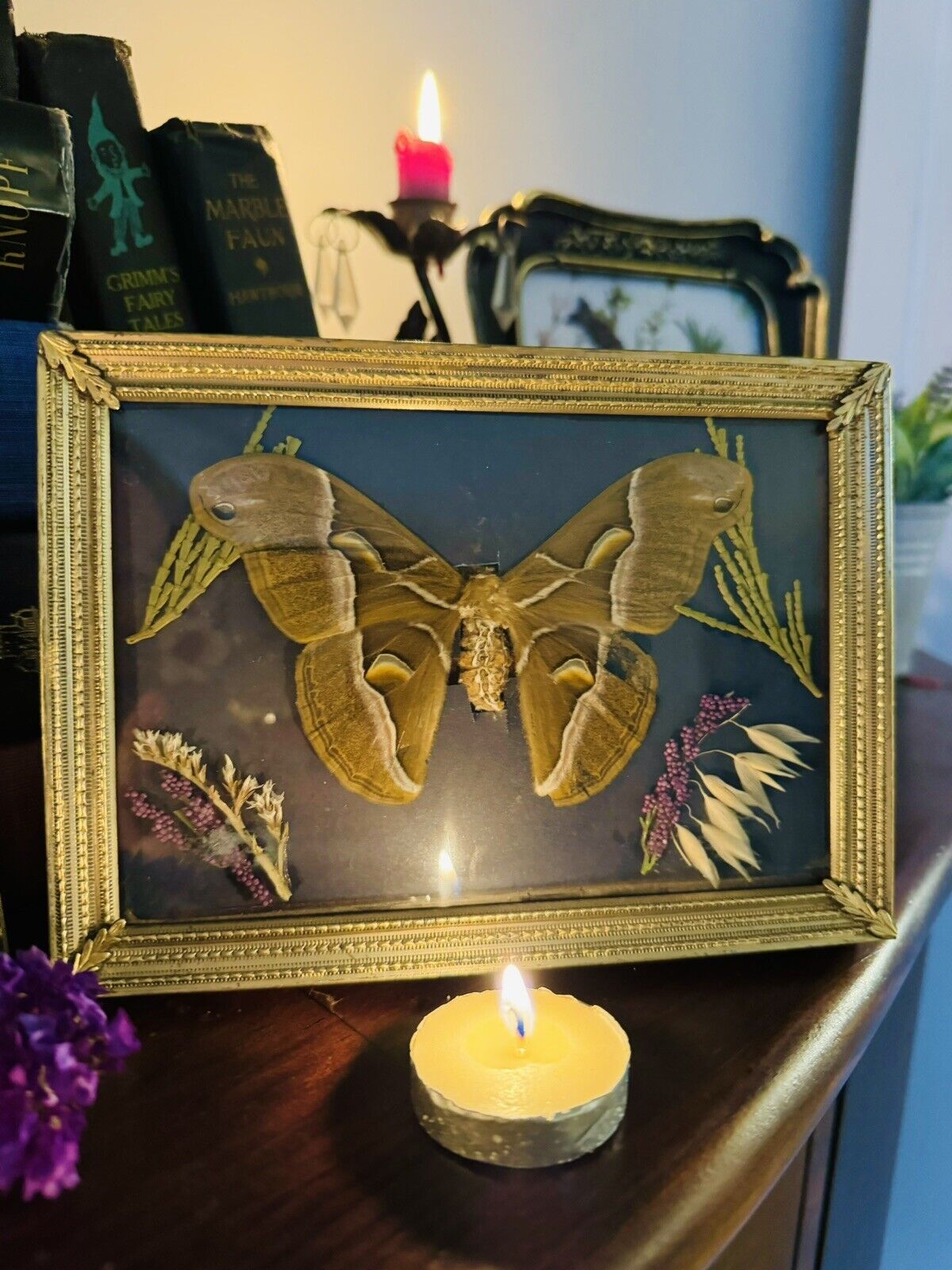 Vintage Framed Moth Taxidermy Art With Dried Florals