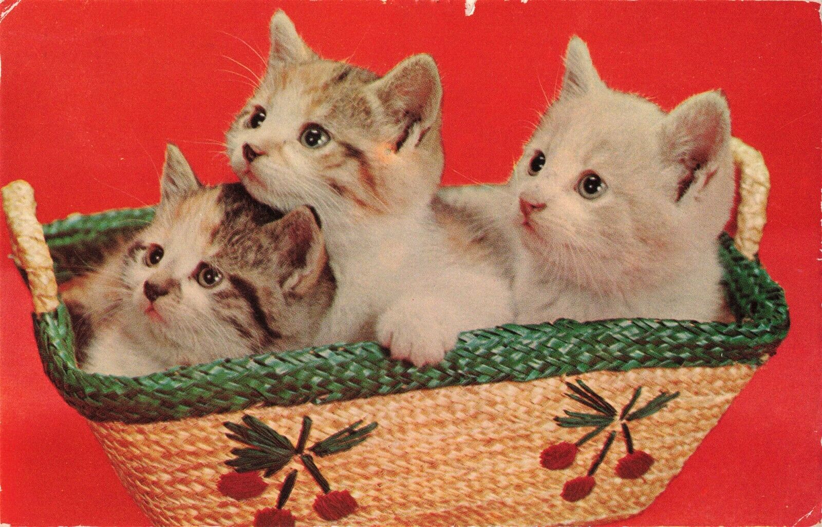 c.1957 Kittens in a Basket Postcard 2R3-53