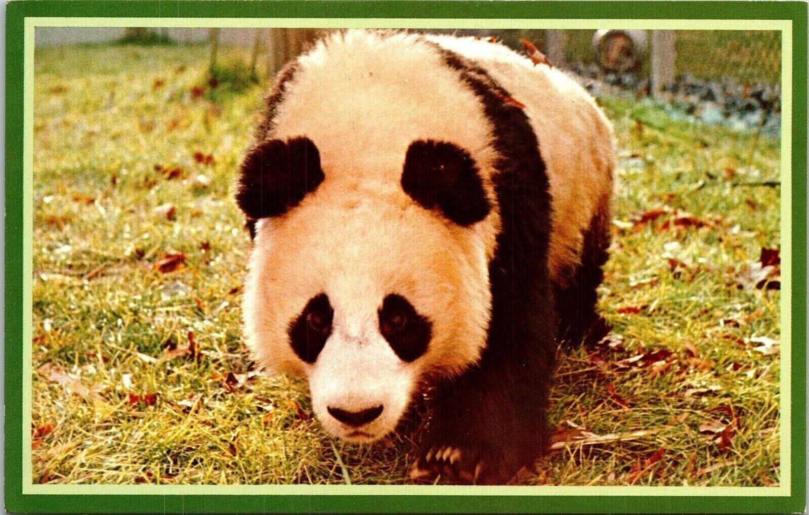 Panda Exhibit National Zoological Park Washington DC Wildlife Chrome Postcard