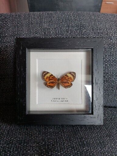 Boisduval's Tiger Taxidermy Moth Frame (Chetone histrio)