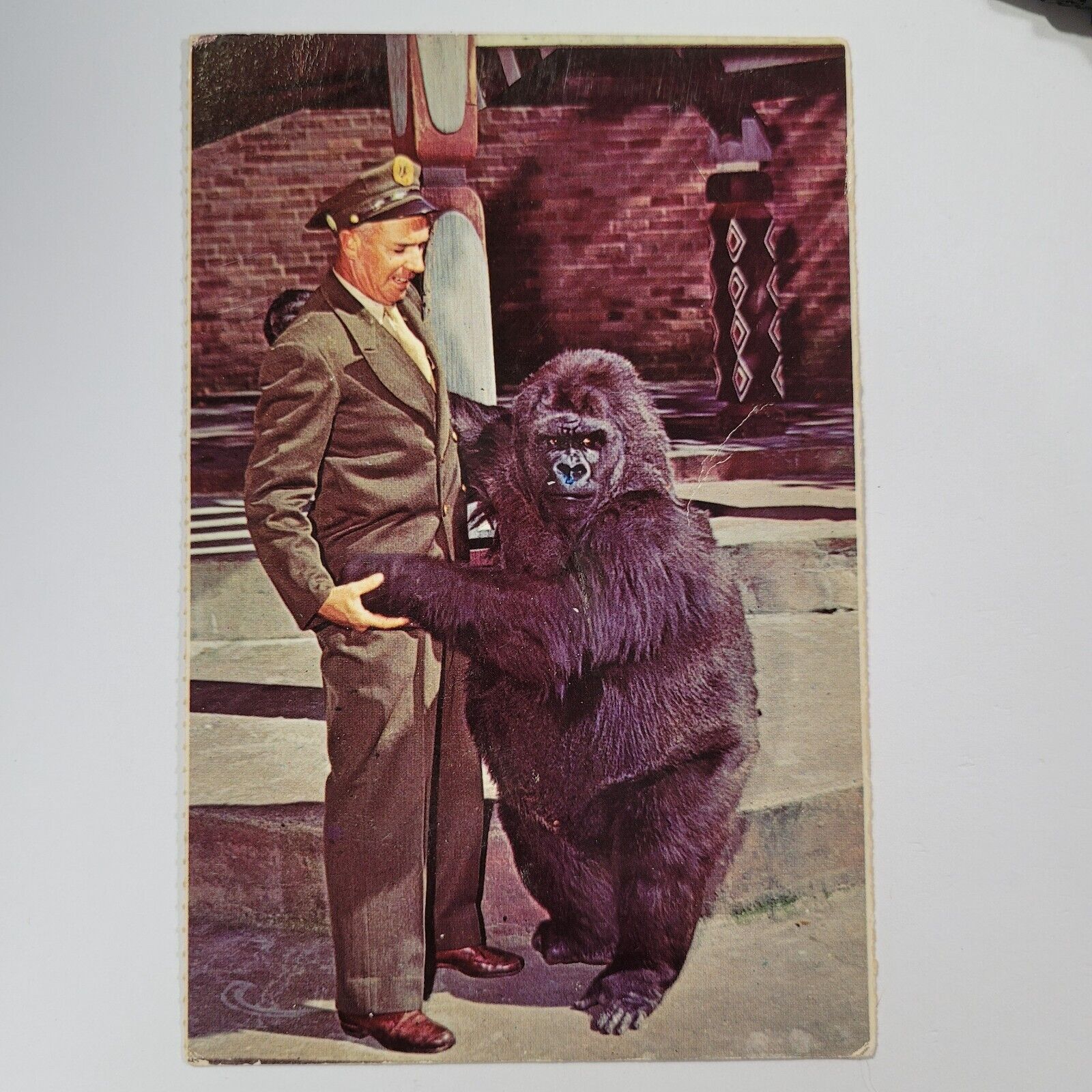Vintage Postcard Bronx Zoo Oka Female Lowland Gorilla & Keeper New York c1968
