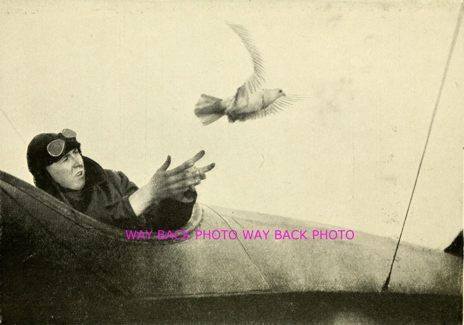 WWI IMAGE OF PILOT RELEASING HOMING PIGEON BEHIND GERMAN LINES - REPRINT