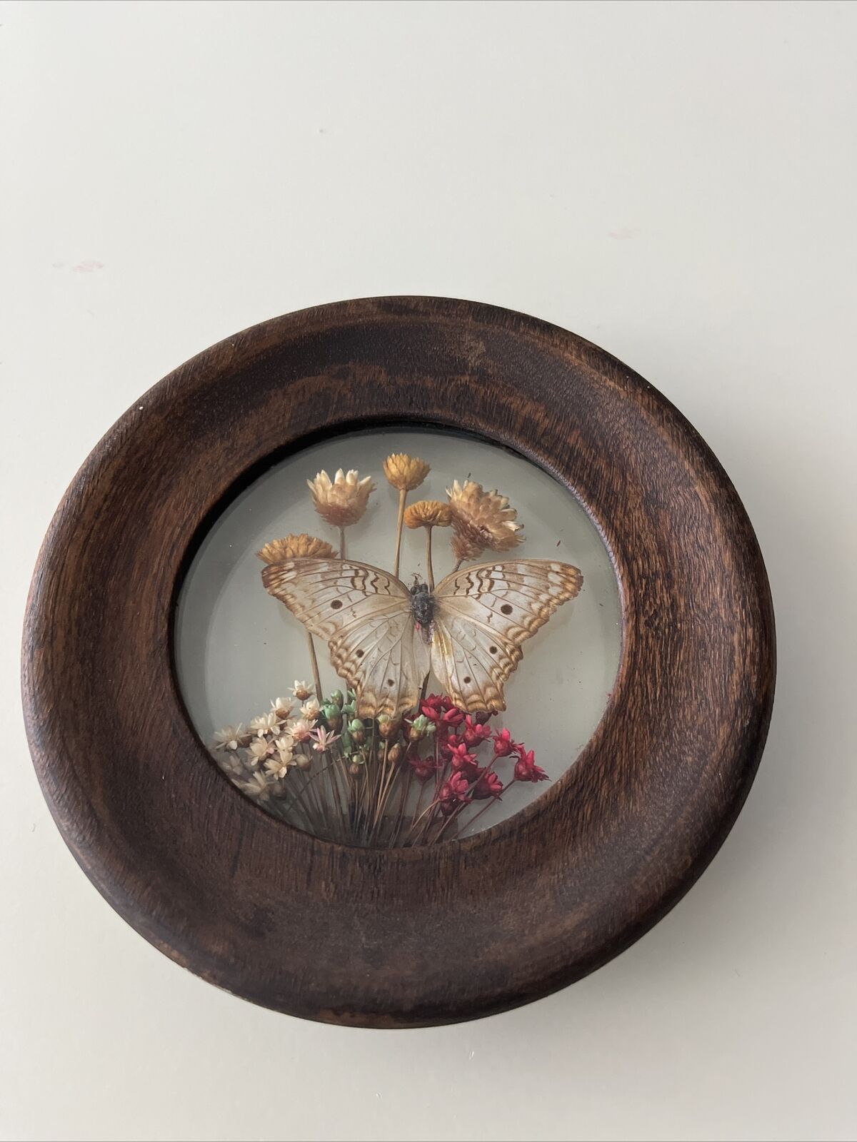 VTG The Brazilian Collection By Dunston Butterflies & Dried Flowers•Wood Frame5”