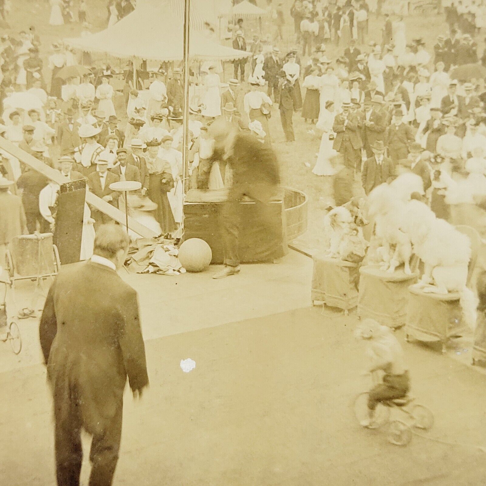 1908 Delaware County Fair Walton New York Trained Animals Monkey Dogs NY