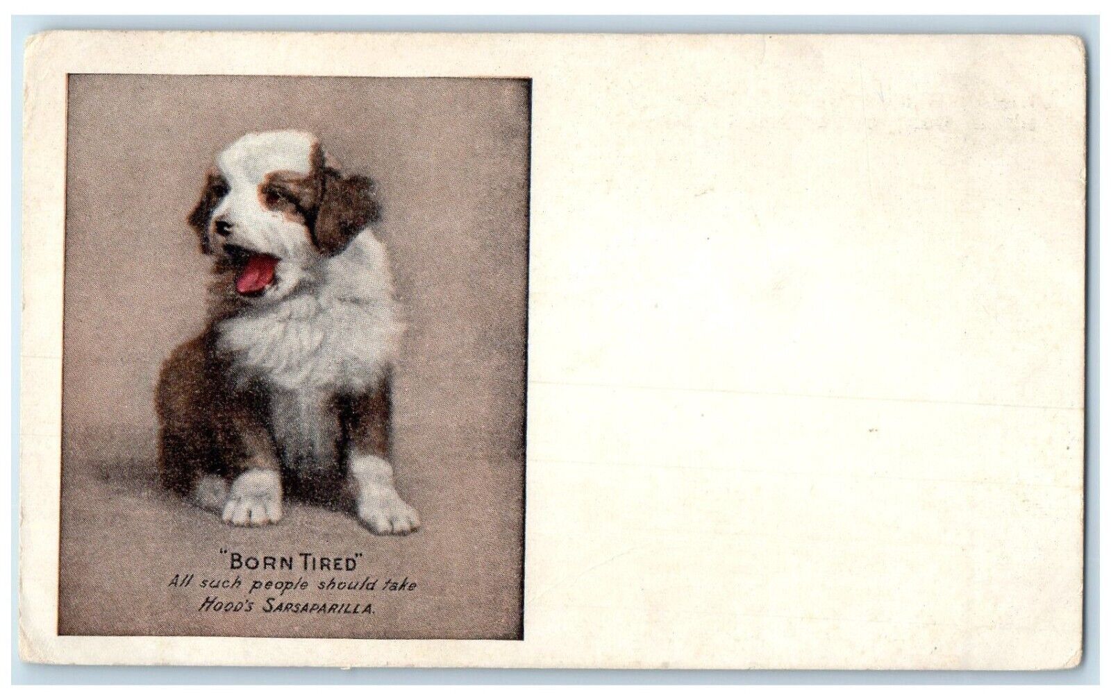 c1905 Bord Tired Cute Dog Sarsaparilla Advertising Unposted Antique Postcard
