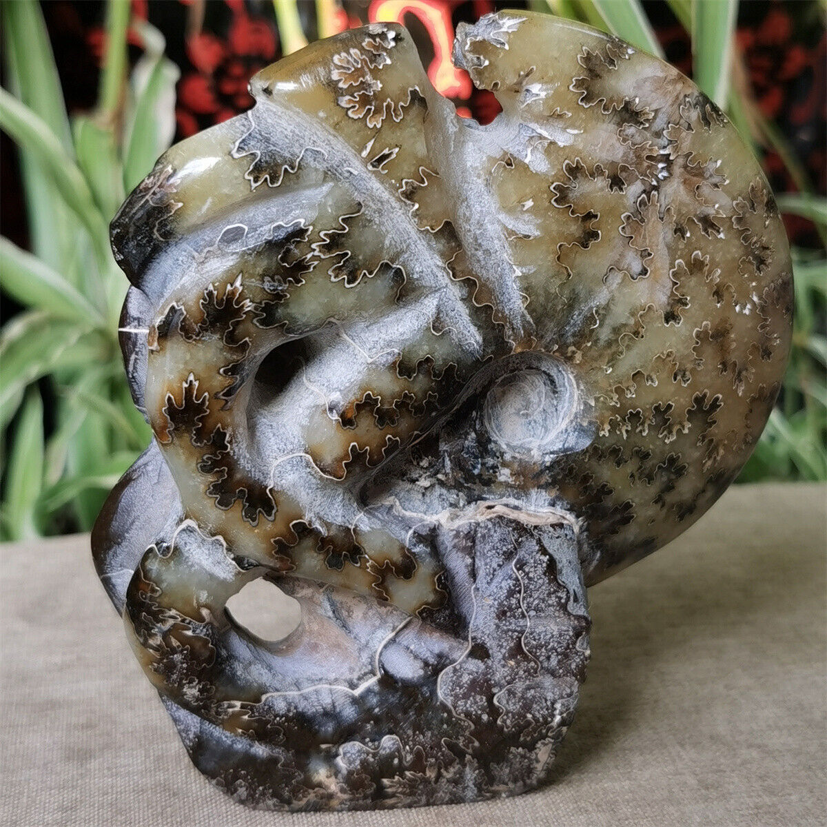 355 g Natural Tentacle Ammonite FossilSpecimen Shell Healing Madagascar B511