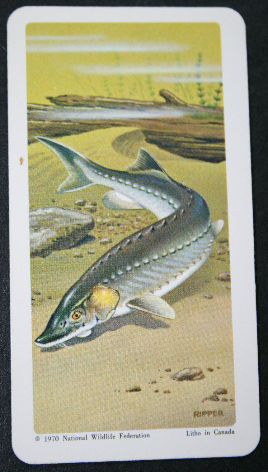 GREAT LAKES  STURGEON    Vintage 1970\'s Illustrated Card  WC24M