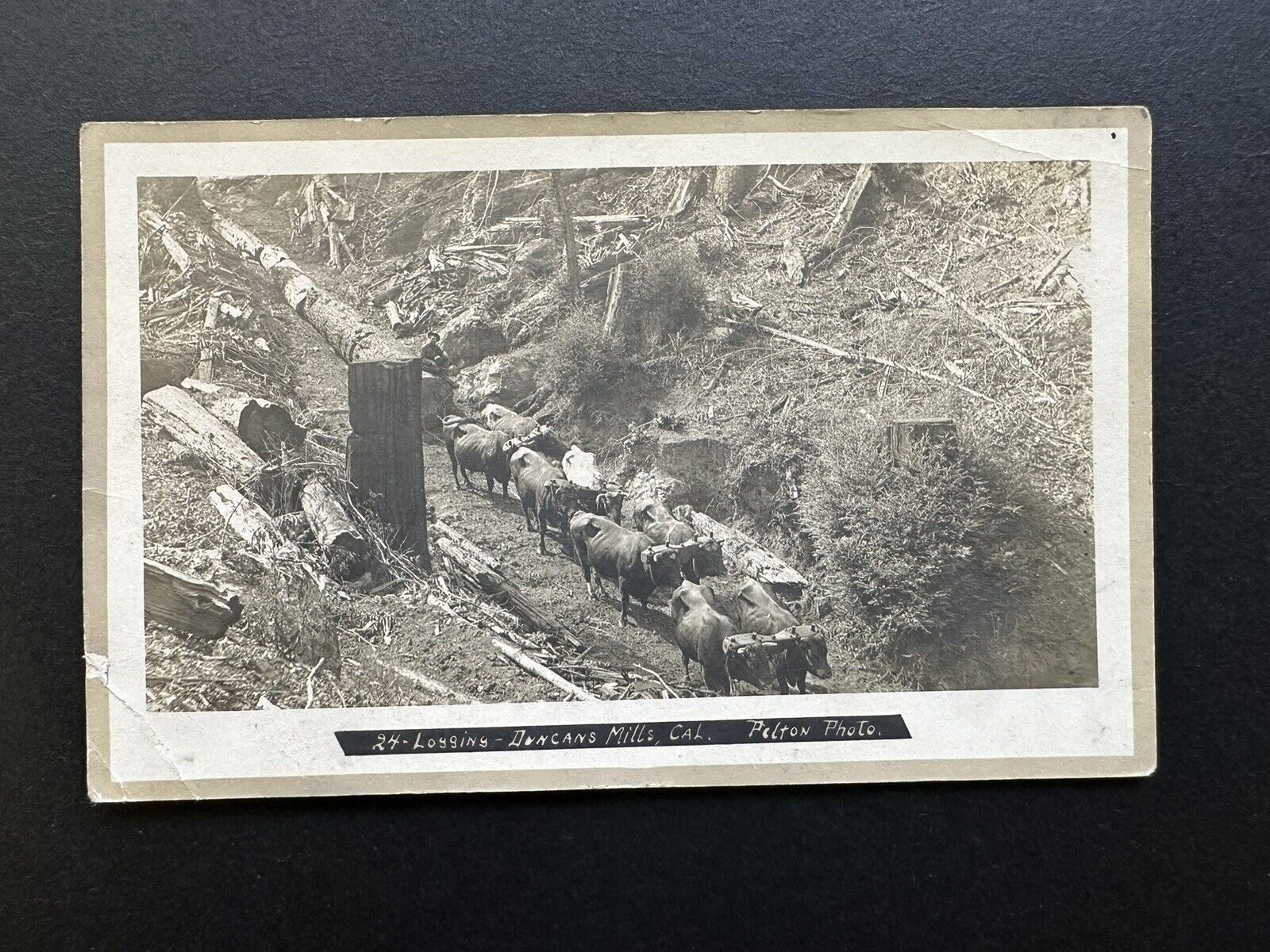 Postcard Logging Scene Oxen Cows Pulling Logs Man Duncan’s Mill CA RPPC 45