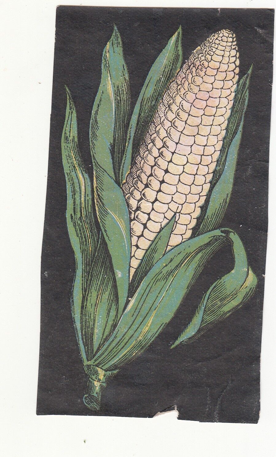 Corn in Green Husk No Advertising Vict Card c1880s